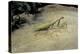 Mantis Religiosa (Praying Mantis) - on Stone-Paul Starosta-Premier Image Canvas