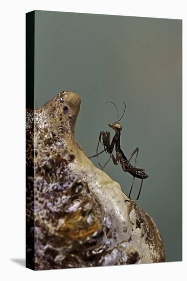 Mantis Religiosa (Praying Mantis) - Very Young Larva on its Egg Case-Paul Starosta-Premier Image Canvas