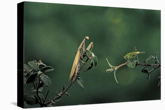 Mantis Religiosa (Praying Mantis) - Watching its Prey-Paul Starosta-Premier Image Canvas