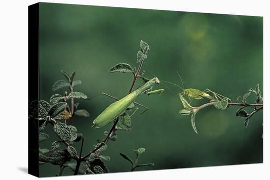 Mantis Religiosa (Praying Mantis) - Watching its Prey-Paul Starosta-Premier Image Canvas