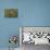 Mantis Religiosa (Praying Mantis) --Paul Starosta-Premier Image Canvas displayed on a wall