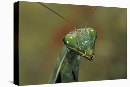 Mantis Religiosa (Praying Mantis) --Paul Starosta-Premier Image Canvas