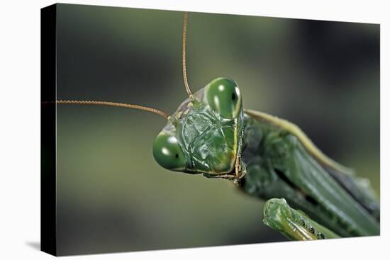 Mantis Religiosa (Praying Mantis) --Paul Starosta-Premier Image Canvas