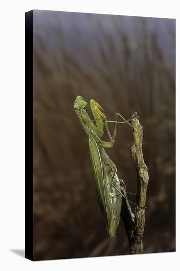 Mantis Religiosa (Praying Mantis)-Paul Starosta-Premier Image Canvas