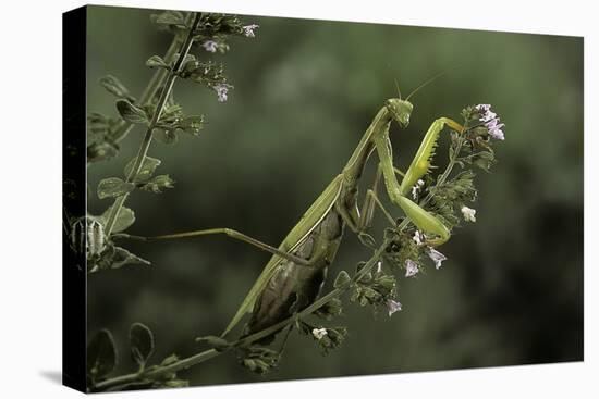 Mantis Religiosa (Praying Mantis)-Paul Starosta-Premier Image Canvas