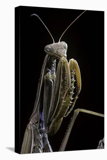 Mantis Religiosa (Praying Mantis) --Paul Starosta-Premier Image Canvas