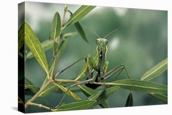 Mantis Religiosa (Praying Mantis)-Paul Starosta-Premier Image Canvas