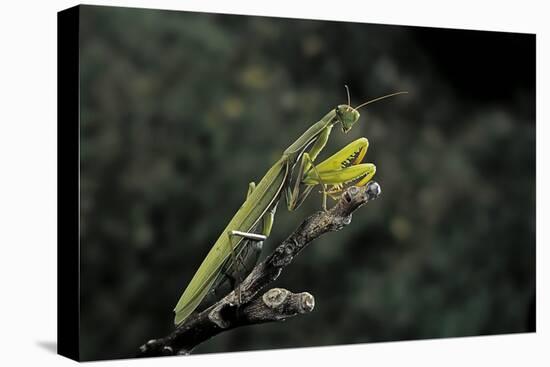 Mantis Religiosa (Praying Mantis)-Paul Starosta-Premier Image Canvas