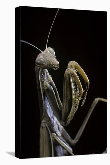 Mantis Religiosa (Praying Mantis) --Paul Starosta-Premier Image Canvas