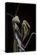 Mantis Religiosa (Praying Mantis) --Paul Starosta-Premier Image Canvas