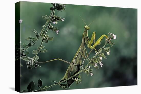 Mantis Religiosa (Praying Mantis)-Paul Starosta-Premier Image Canvas