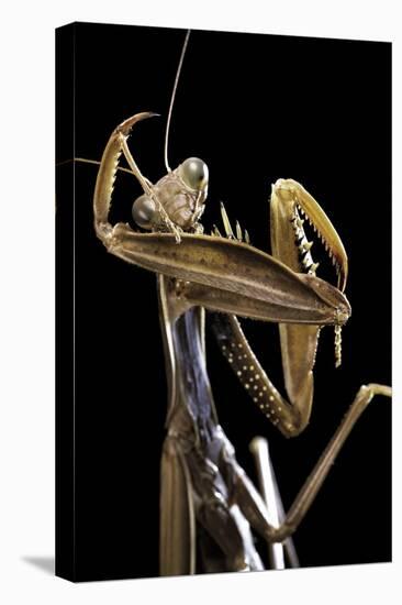 Mantis Religiosa (Praying Mantis) --Paul Starosta-Premier Image Canvas