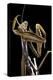 Mantis Religiosa (Praying Mantis) --Paul Starosta-Premier Image Canvas