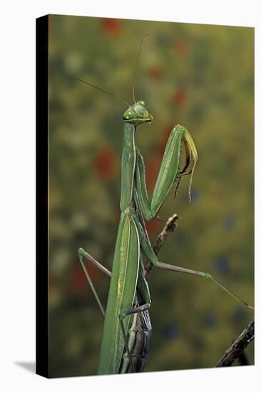Mantis Religiosa (Praying Mantis)-Paul Starosta-Premier Image Canvas