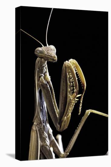 Mantis Religiosa (Praying Mantis) --Paul Starosta-Premier Image Canvas