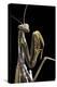 Mantis Religiosa (Praying Mantis) --Paul Starosta-Premier Image Canvas