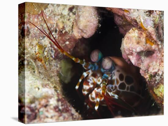 Mantis Shrimp (Gonodactylus Sp.), a Hole Dwelling Crustacean, Queensland, Australia, Pacific-Louise Murray-Premier Image Canvas