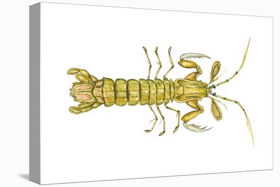 Mantis Shrimp (Squilla Empusa), Crustaceans-Encyclopaedia Britannica-Stretched Canvas