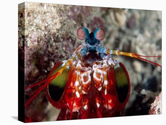 Mantis Shrimp-null-Premier Image Canvas