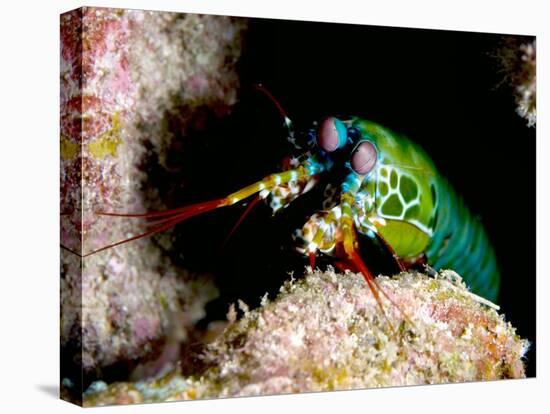 Mantis Shrimp-Louise Murray-Premier Image Canvas