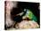 Mantis Shrimp-Louise Murray-Premier Image Canvas