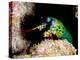 Mantis Shrimp-Louise Murray-Premier Image Canvas