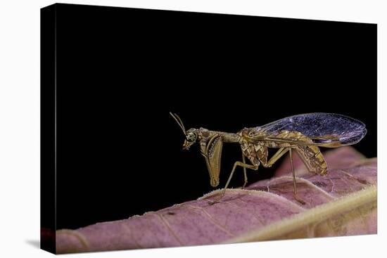 Mantispa Styriaca (Mantidfly)-Paul Starosta-Premier Image Canvas