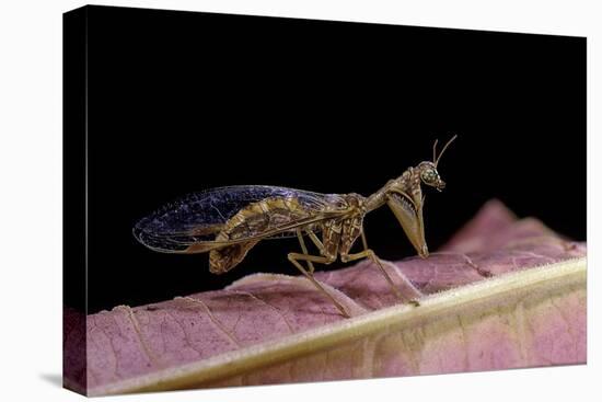 Mantispa Styriaca (Mantidfly)-Paul Starosta-Premier Image Canvas