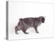 Manx Cat Blue Cymric-null-Premier Image Canvas