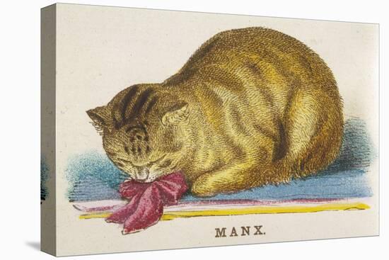 Manx Cat-null-Stretched Canvas