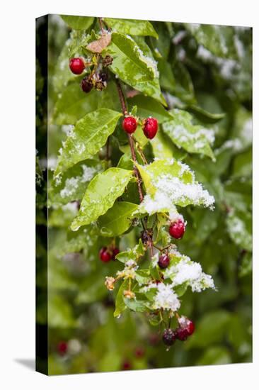 Manzanita bush (Malpighia glabra) after snow.-Larry Ditto-Premier Image Canvas