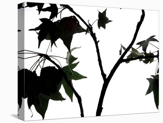 Maple Branch II-Monika Burkhart-Premier Image Canvas