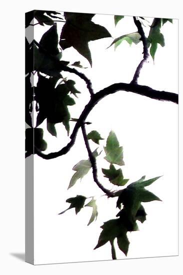 Maple Branch VI-Monika Burkhart-Premier Image Canvas