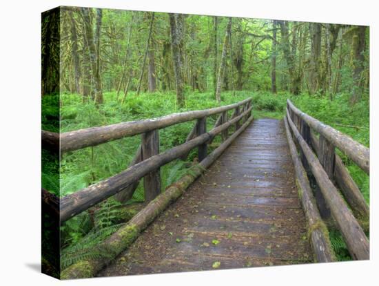 Maple Glade Trail Wooden Bridge, Quinault Rain Forest, Olympic National Park, Washington, USA-Jamie & Judy Wild-Premier Image Canvas