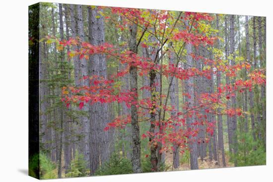 Maple in Fall, Hiawatha National Forest, Near Munising, Michigan-Richard and Susan Day-Premier Image Canvas