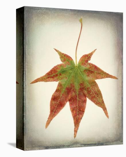 Maple Leaf I-Kathy Mahan-Stretched Canvas