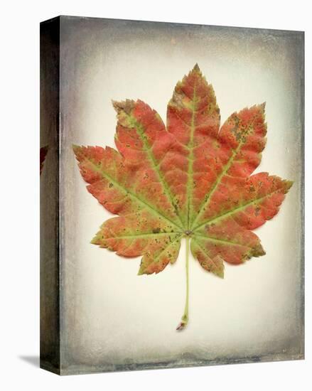 Maple Leaf II-Kathy Mahan-Stretched Canvas