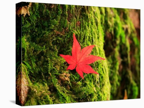 Maple Leaf on Moss-null-Premier Image Canvas