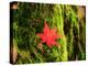 Maple Leaf on Moss-null-Premier Image Canvas