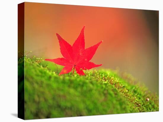 Maple Leaf on Moss-null-Premier Image Canvas