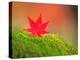 Maple Leaf on Moss-null-Premier Image Canvas