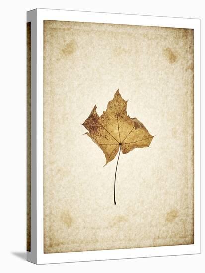 Maple leaf on yellowed paper, beige-Axel Killian-Premier Image Canvas