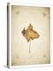 Maple leaf on yellowed paper, beige-Axel Killian-Premier Image Canvas