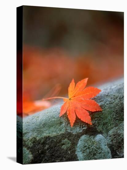 Maple Leaf-null-Premier Image Canvas