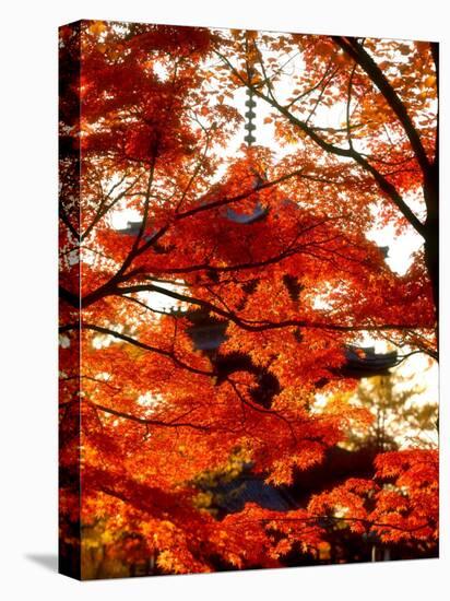 Maple Leaves and Shinnyo-Do Temple-null-Premier Image Canvas