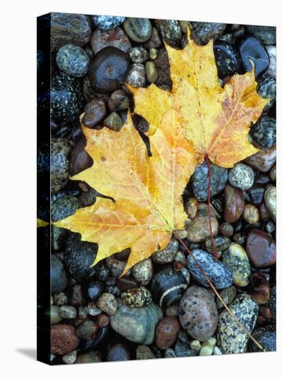 Maple Leaves on Pebble Beach, Lake Superior, Pictured Rocks National Lakeshore, Michigan, USA-Claudia Adams-Premier Image Canvas