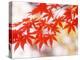 Maple Leaves-null-Premier Image Canvas