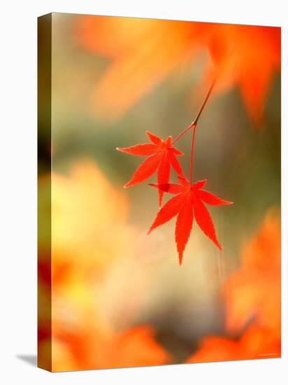 Maple Leaves-null-Premier Image Canvas