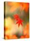 Maple Leaves-null-Premier Image Canvas