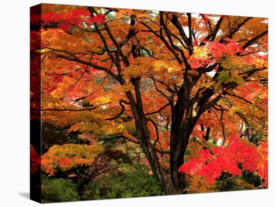 Maple Leaves-null-Premier Image Canvas